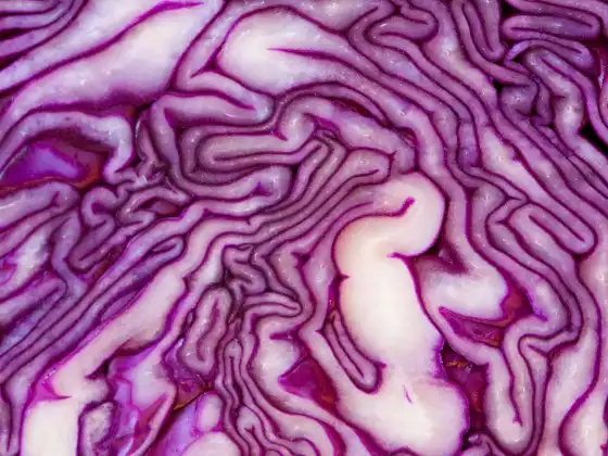 Brain On Fire! Food that Fuels Thoughts or Food that Fogs? 