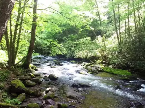 Forest & Stream Healing Meditation