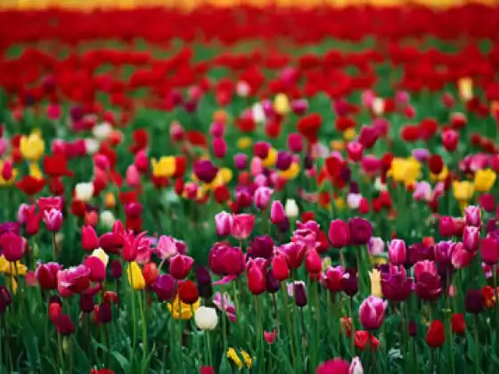 The Garden of Your Life