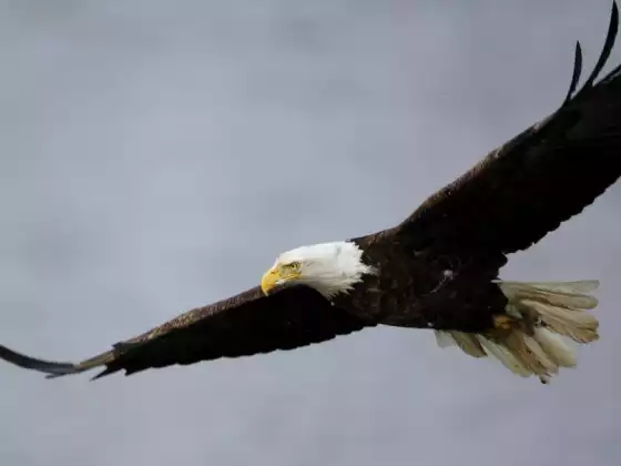Let Go & Fly