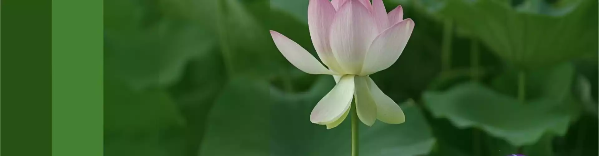 আপনার আত্মার উদ্দেশ্য প্রকাশ করা সার্টিফিকেশন: অন-ডিমান্ড - Online Class by Dr. Linda Howe