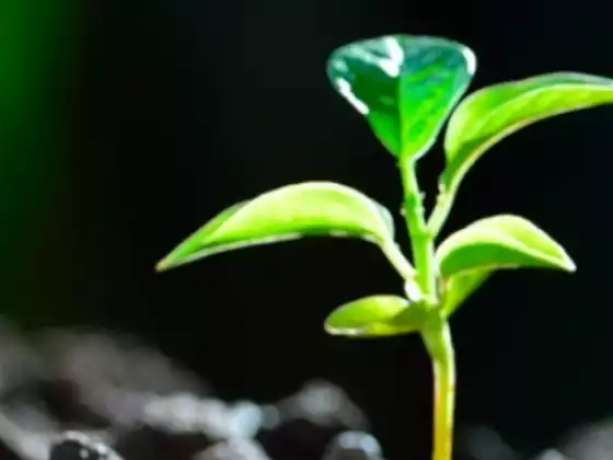 Penyembuhan dan Pembersihan Energi Pembaruan Musim Semi