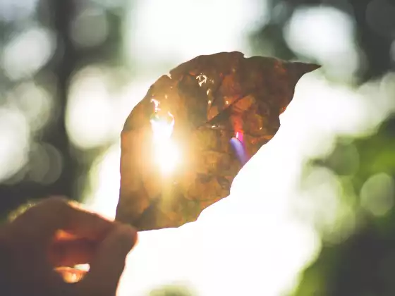 How to Work with Photonic Light: A Channeling with Grace and Maitland