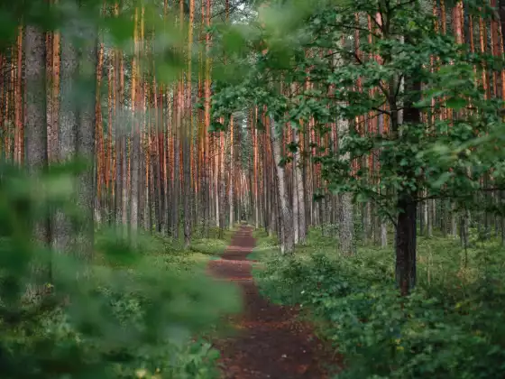 Finding Clarity on Your Life Path
