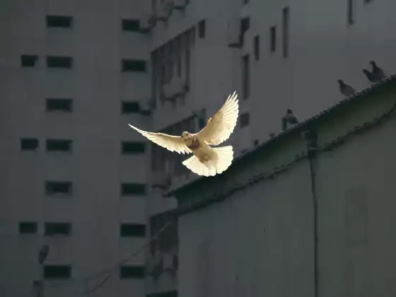 Chamanisme 101 - Rencontrez un animal spirituel