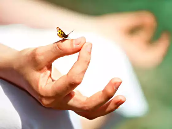 Spirit Animal Guided Meditation for Children and Adults