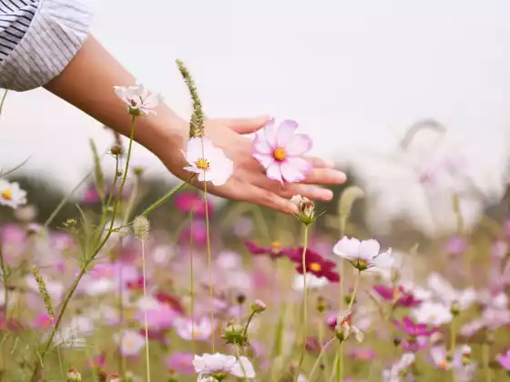 Remote Reiki Healing sa loob ng 33 Minuto