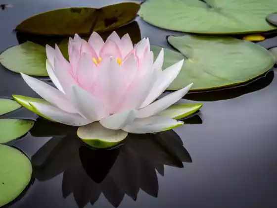 Ayurveda and the Mind