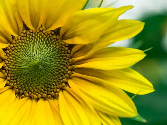 Curación energética para la salud hormonal 