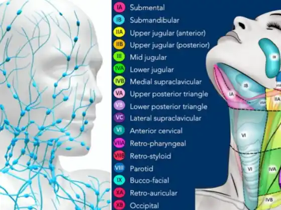 Drenaggio Linfatico Manuale Testa e Collo