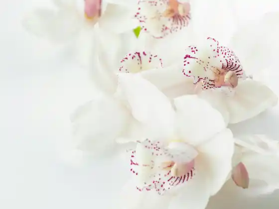 Năng lượng chữa lành cho tình yêu thiêng liêng được hướng dẫn bởi Đức Mẹ Maria