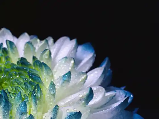 Pineal Gland and DNA Activation
