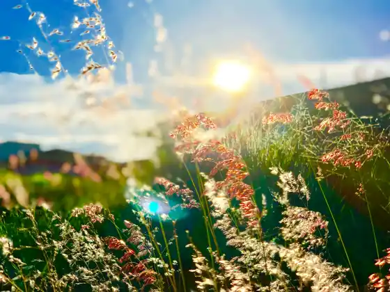 Energy Healing for Joy