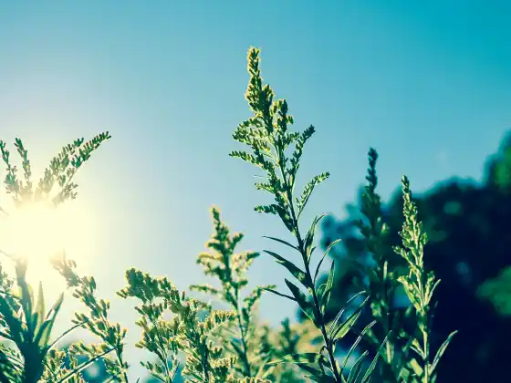 Energy Healing for your Sensory System and Q&A with Hippocrates