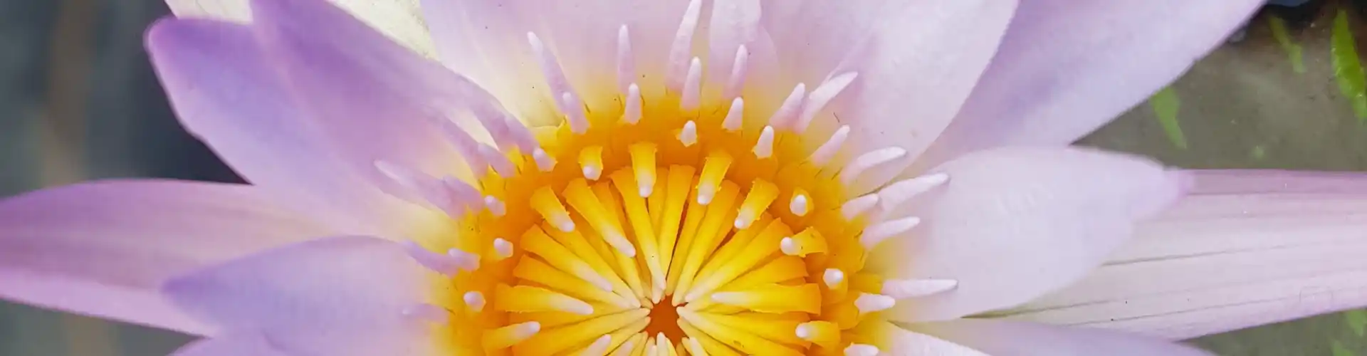 The Chakra Journey Class Eight ~ Your Throat Chakra - Online Class by Megan Edge